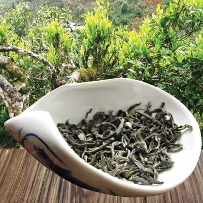 tra shan tuyet