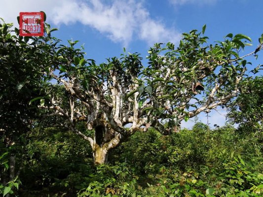 tra shan tuyet co thu dong tra quy hiem bac nhat 01 2