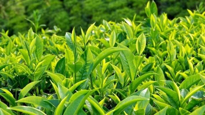 Lá trà xanh tươi nguyên chất